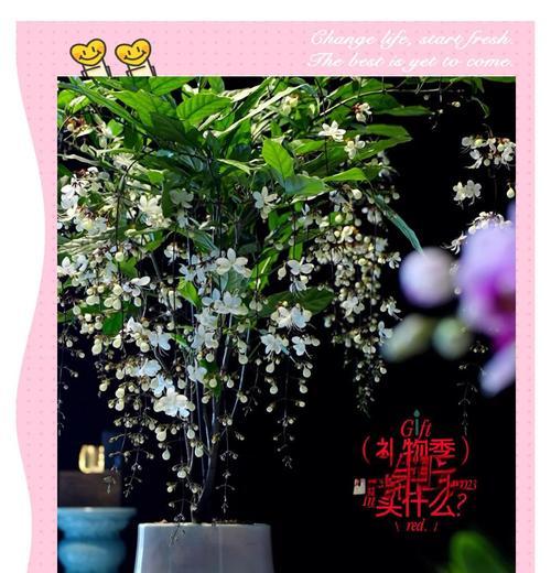茉莉花施肥技巧：茉莉花需要什么肥料？