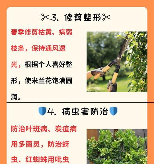 米兰浇水的正确方式是什么？
