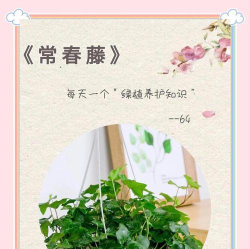 常春藤移盆的最佳时机和方法是什么？