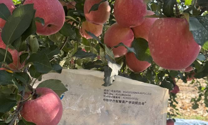 碧玉适合施什么肥料？如何正确施肥？