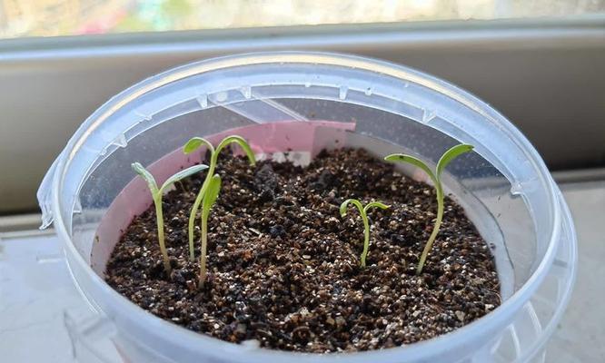 波斯菊播种技巧？如何正确播种以确保发芽？