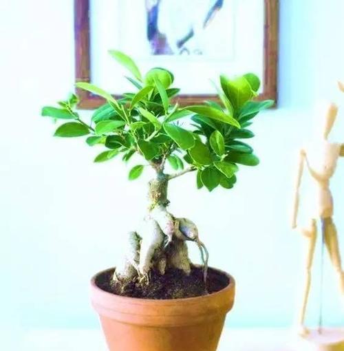 人参榕种子种植的步骤和技巧是什么？