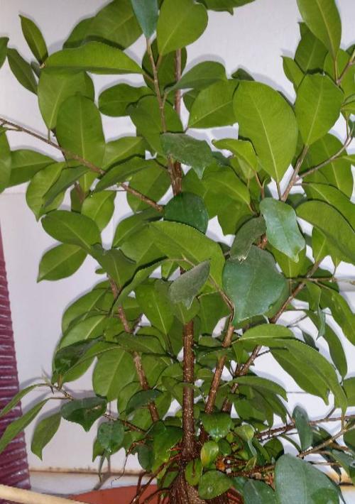 人参榕种子种植的步骤和技巧是什么？