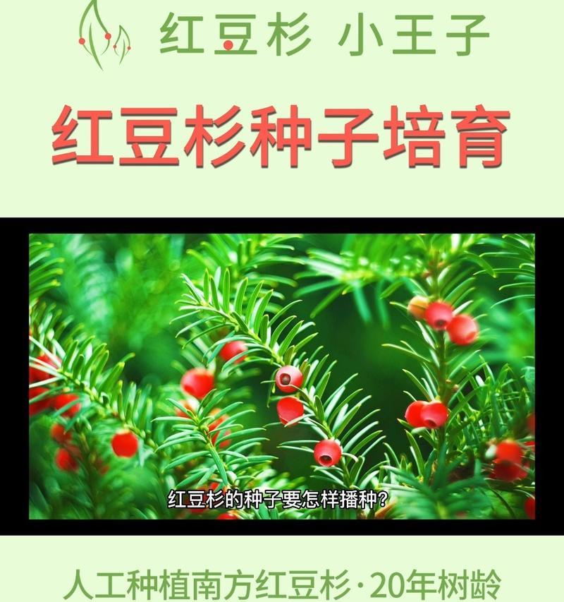 红豆杉种植的正确方法是什么？