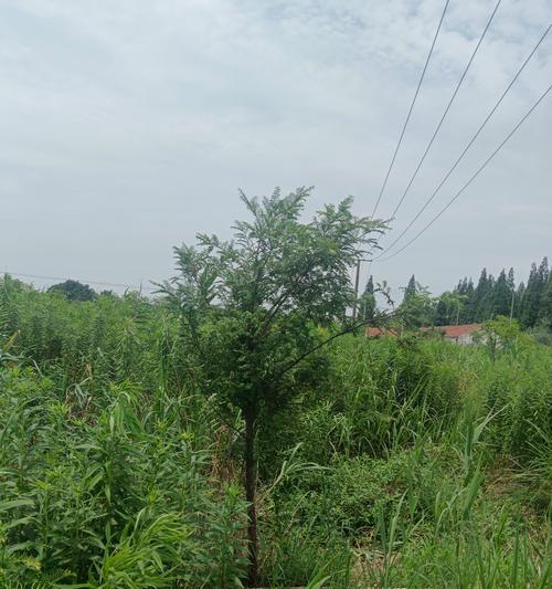 红豆杉种植的正确方法是什么？