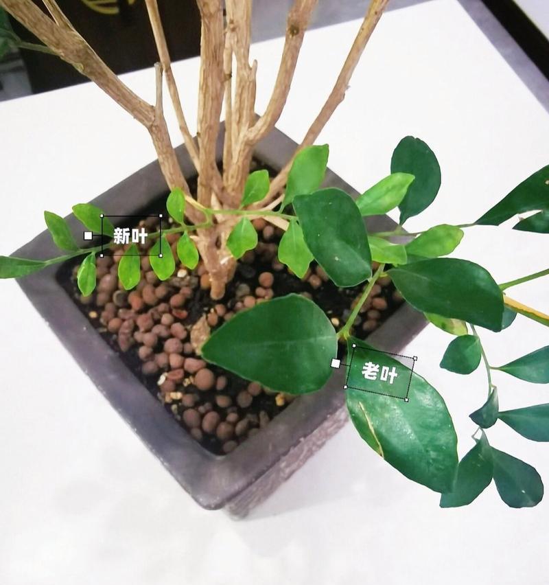七里香盆栽怎么养？盆栽养护和繁殖技巧是什么？