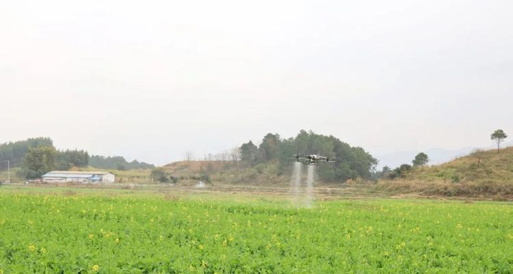 种油菜怎么种植方法？油菜种植的步骤和注意事项是什么？