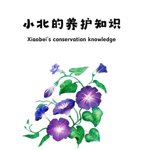 牵牛花怎么种植方法？有哪些常见问题需要注意？