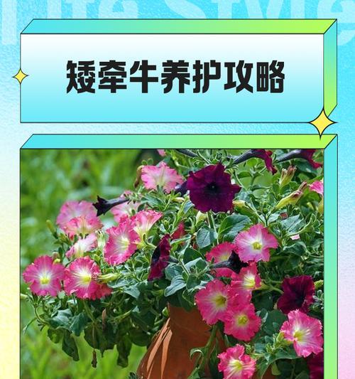 牵牛花怎么种植方法？有哪些常见问题需要注意？