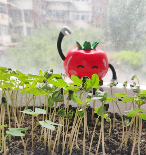 牵牛花怎么种植方法？有哪些常见问题需要注意？