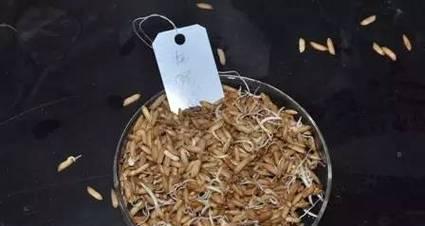 浸种催芽桶子使用方法是什么？常见问题有哪些？