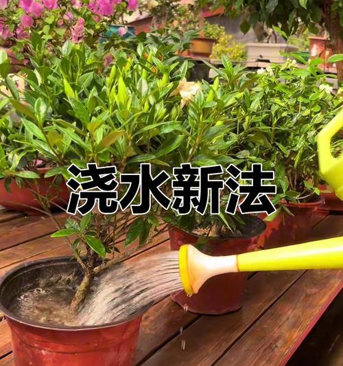 浸种催芽桶子使用方法是什么？常见问题有哪些？