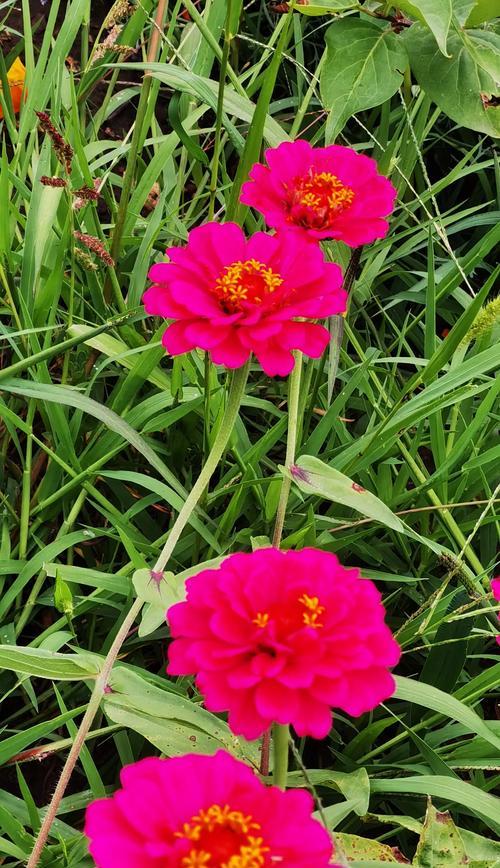 104朵花代表什么含义？花语解释及常见问题解答？