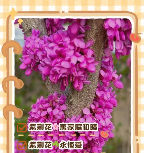 104朵花代表什么含义？花语解释及常见问题解答？
