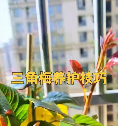 三角梅怎么种植方法？种植三角梅有哪些常见问题？