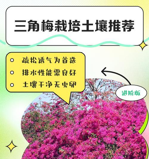 三角梅怎么种植方法？种植三角梅有哪些常见问题？