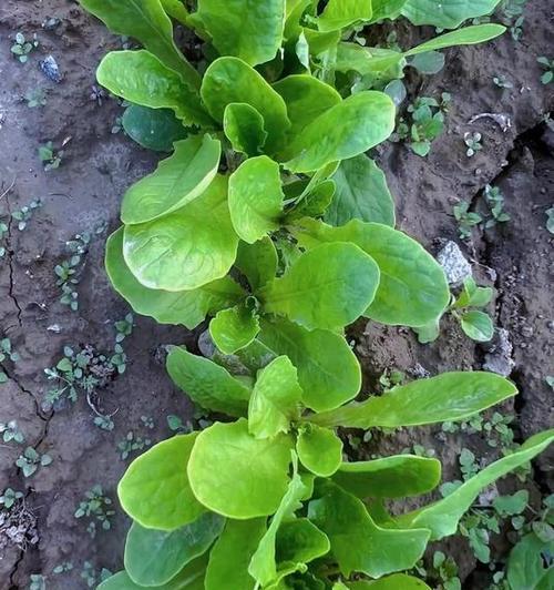 莴苣催芽的最佳方法是什么？需要多长时间才能发芽？
