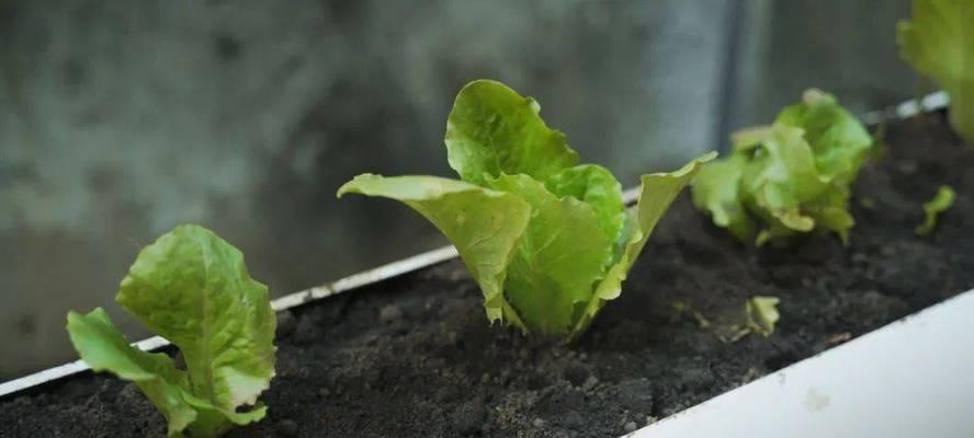 莴苣催芽的最佳方法是什么？需要多长时间才能发芽？