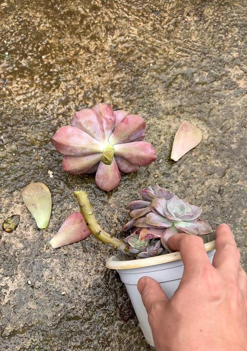 侧芽植物怎么种植方法？有哪些步骤和注意事项？