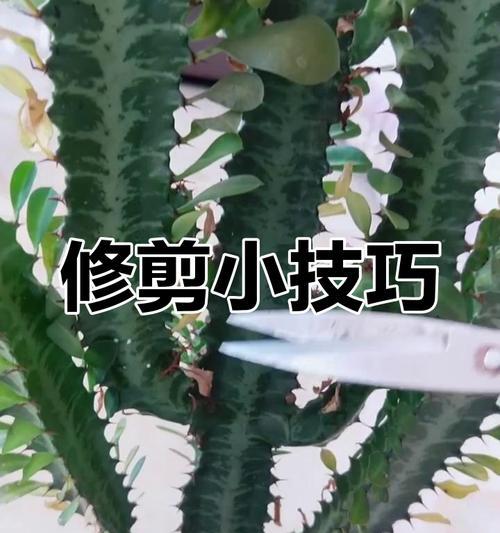 侧芽植物怎么种植方法？有哪些步骤和注意事项？