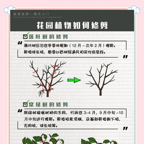 侧芽植物怎么种植方法？有哪些步骤和注意事项？