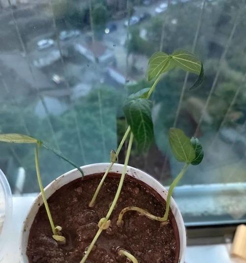 冬天绿豆催芽方法是什么？需要多长时间才能发芽？