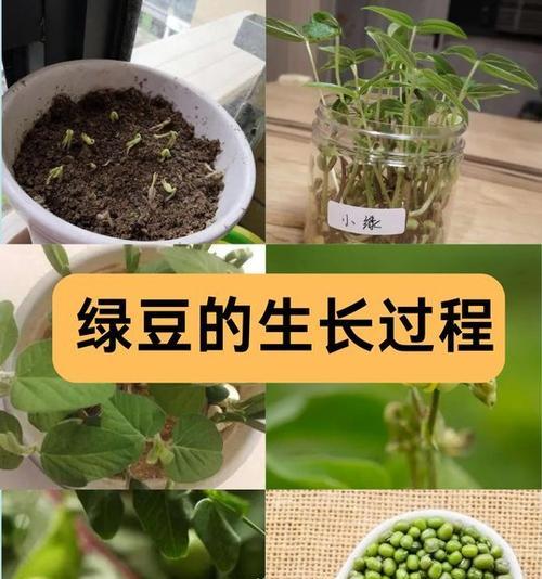 冬天绿豆催芽方法是什么？需要多长时间才能发芽？