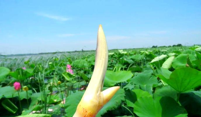 藕带根种植方法有哪些？如何正确种植藕带根？