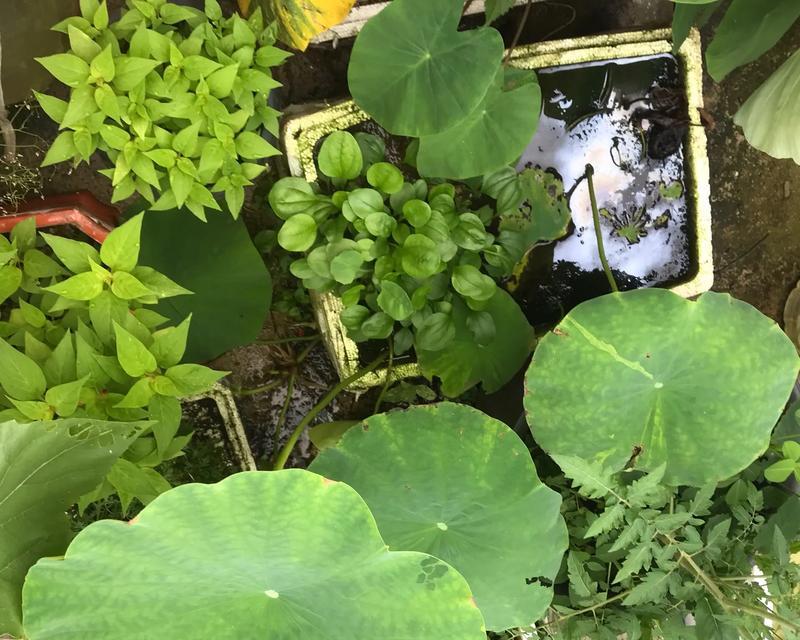 藕带根种植方法有哪些？如何正确种植藕带根？