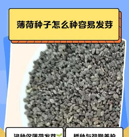 外壳坚硬的种子如何正确催芽？催芽过程中常见的问题有哪些？