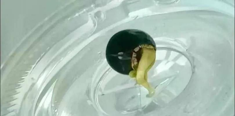 龙眼催芽成功后如何进行水培？水培过程中的常见问题有哪些？