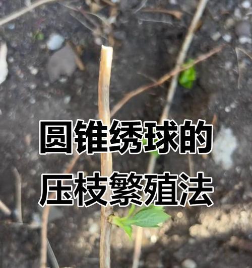 绣球商家发了根怎么催芽？有效方法是什么？