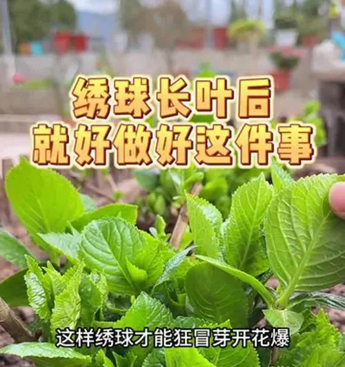绣球商家发了根怎么催芽？有效方法是什么？