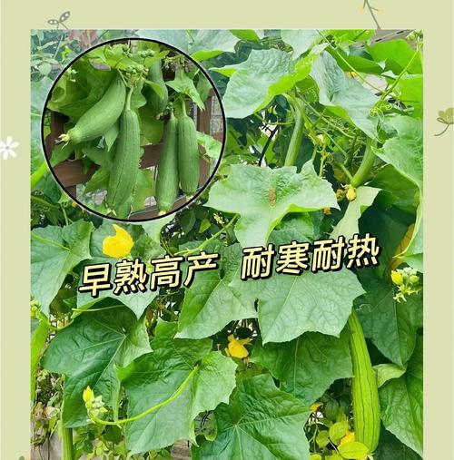 丝瓜催芽剪法技巧是什么？如何剪出好看的丝瓜苗？