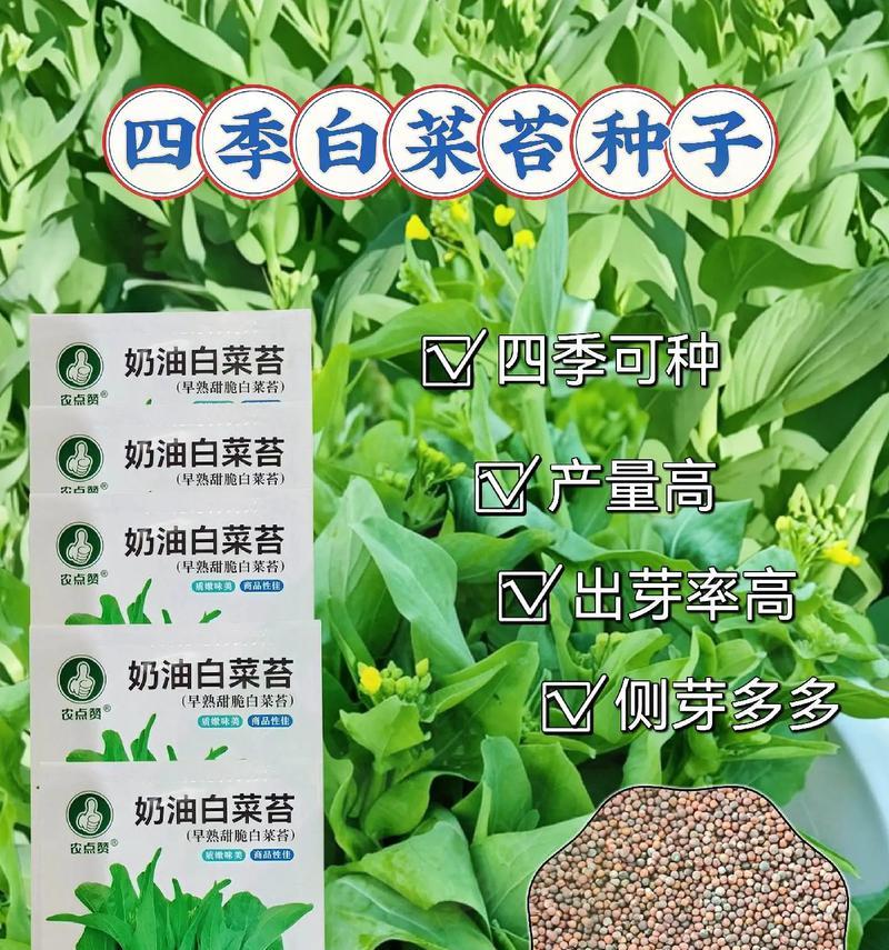 白菜台种植方法怎么种？步骤和注意事项是什么？
