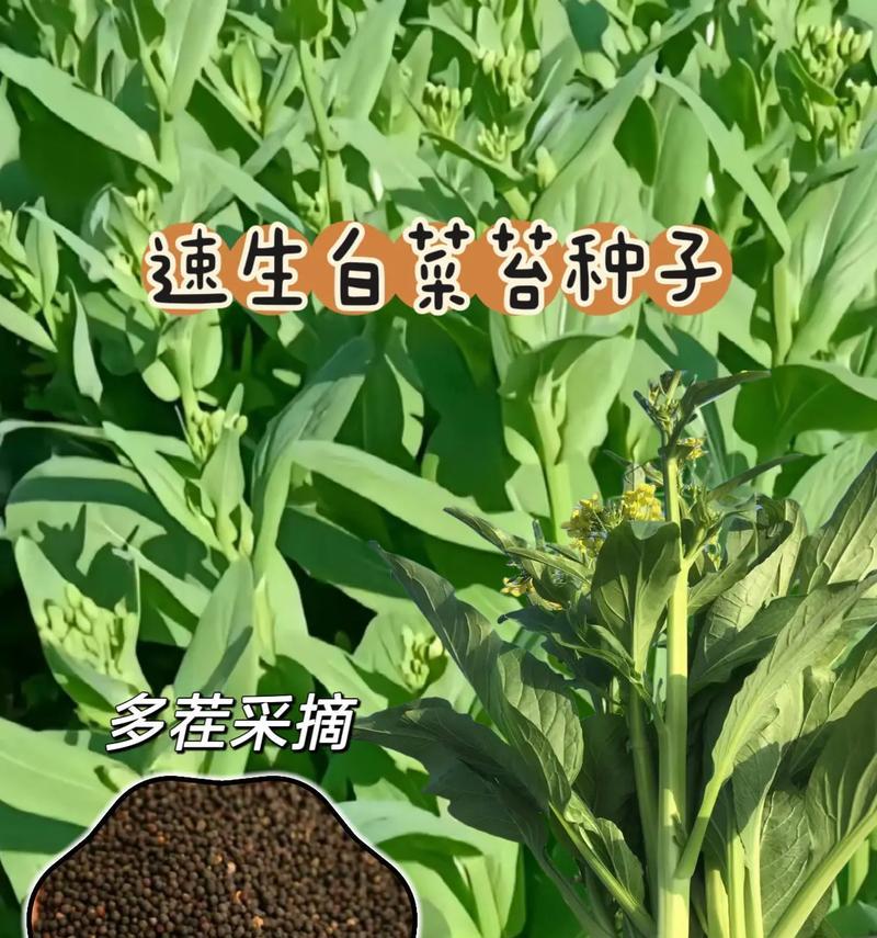 白菜台种植方法怎么种？步骤和注意事项是什么？