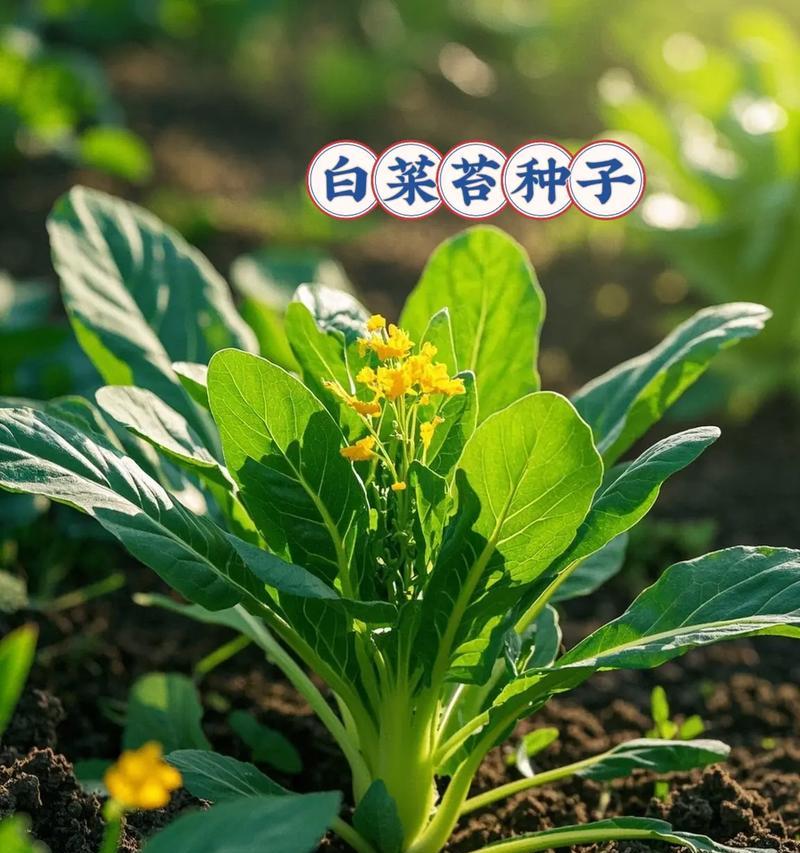 白菜台种植方法怎么种？步骤和注意事项是什么？