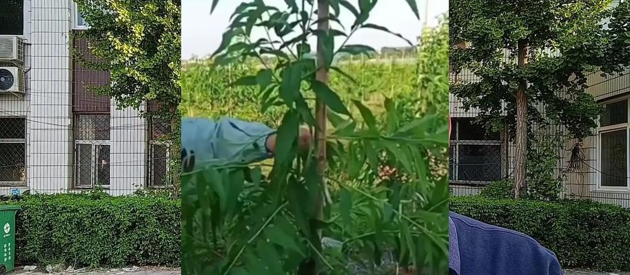 桃树剪枝怎么修剪枝条好看？修剪技巧有哪些？