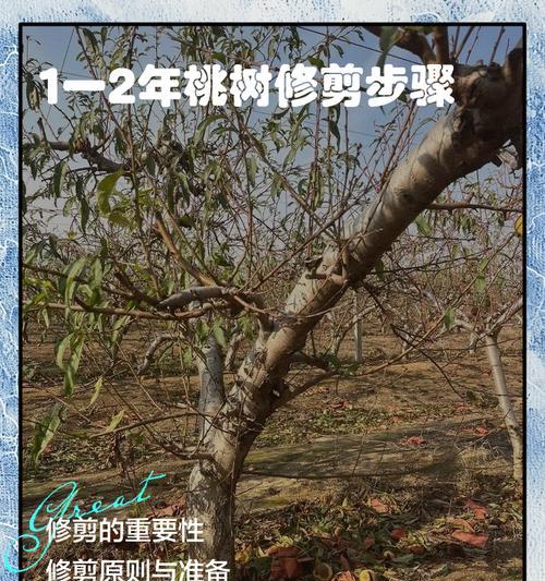桃树剪枝怎么修剪枝条好看？修剪技巧有哪些？