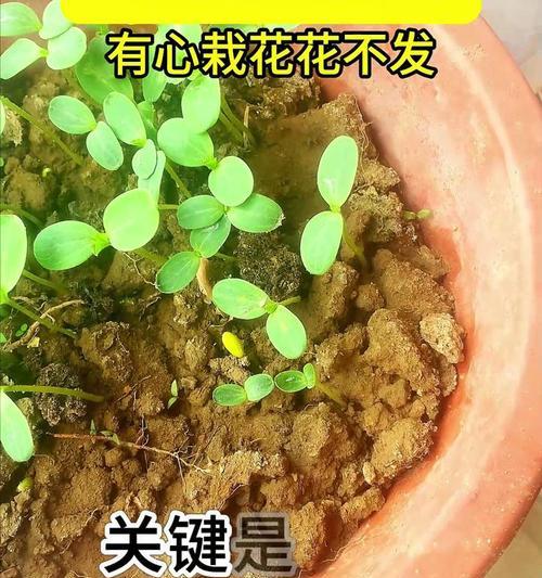 西瓜催芽过程中肥料使用方法是什么？