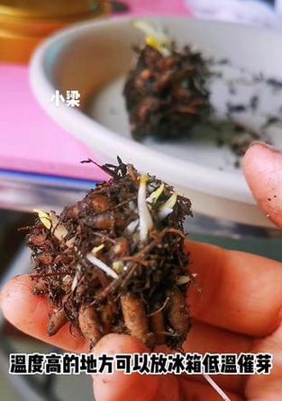 冰箱低温催芽怎么操作？有哪些注意事项？