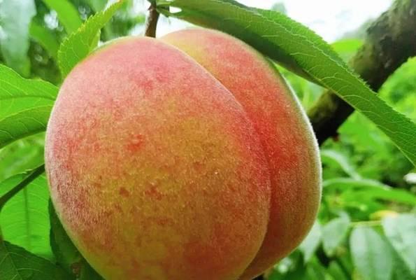 桃子催芽的最佳方法是什么？需要多长时间才能看到效果？