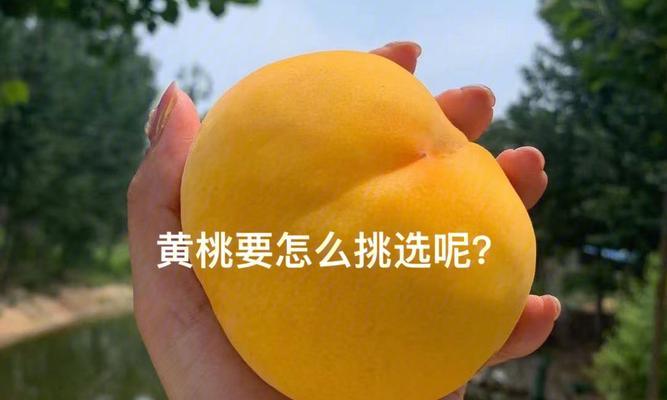 桃子催芽的最佳方法是什么？需要多长时间才能看到效果？
