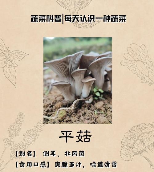 平菇种植方法有哪些常见问题？如何解决？