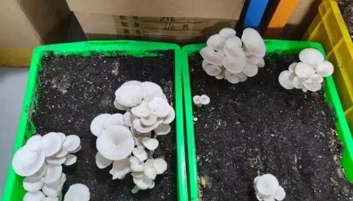 平菇种植方法有哪些常见问题？如何解决？