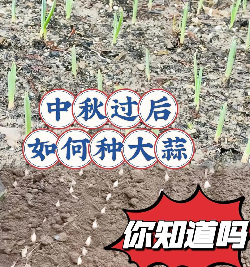 要种蒜怎么种植方法呢？详细步骤和注意事项是什么？