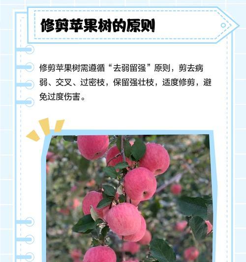 未修剪的苹果树如何正确剪枝？剪枝的最佳时间是什么时候？