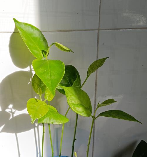 怎么挖绿植苗种植方法？步骤和注意事项是什么？