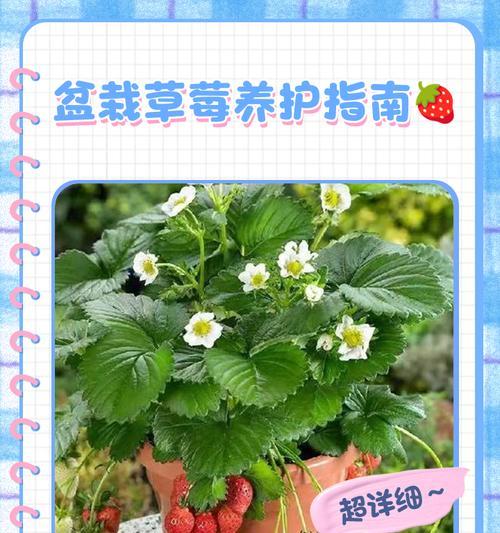 保湿催芽法草莓怎么用？效果和步骤是什么？