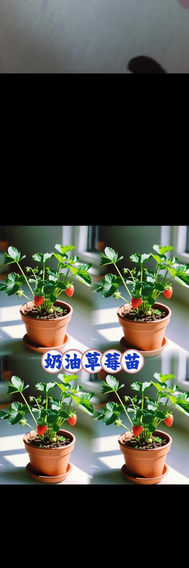 保湿催芽法草莓怎么用？效果和步骤是什么？
